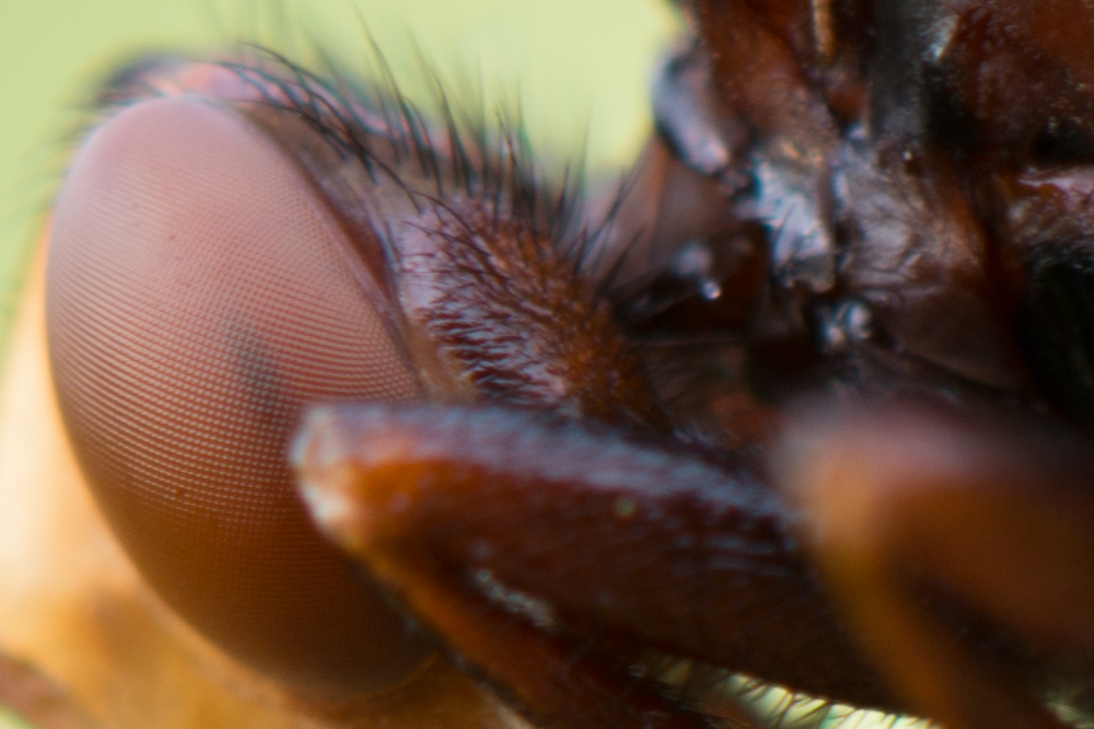 DSC_0254-100% crop.jpg