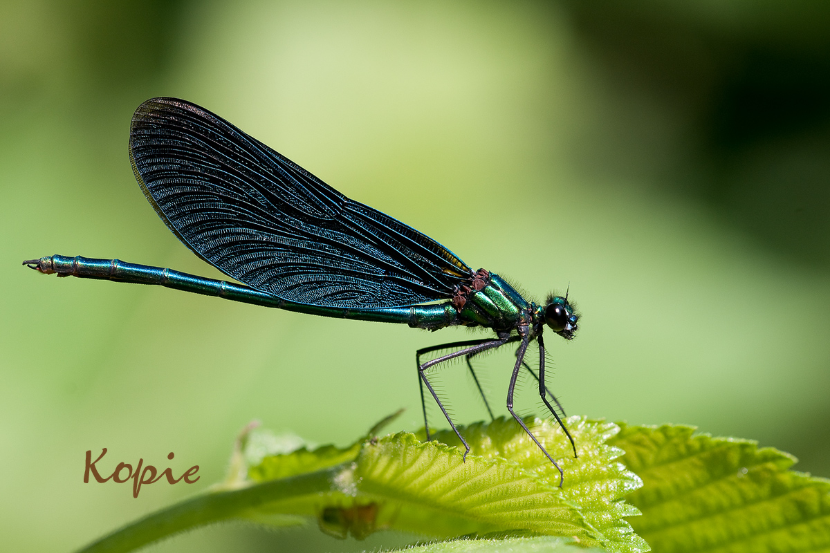 _DSC3510_cf.jpg