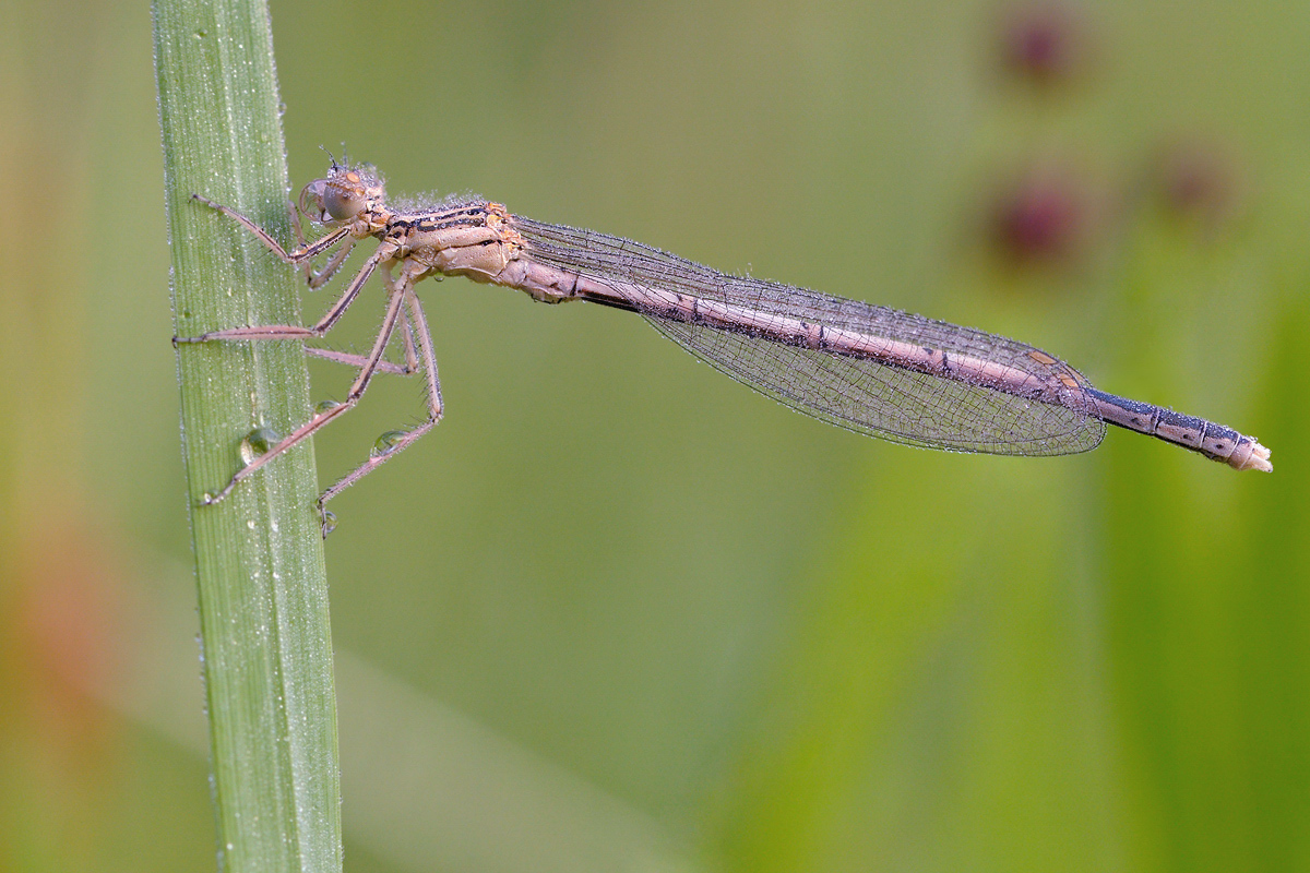 DSC_3382a.jpg