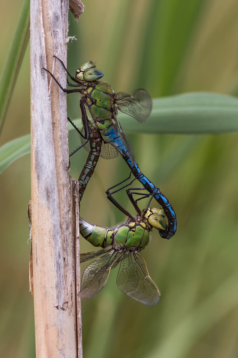 _MG_1828_Anax imperator.jpg