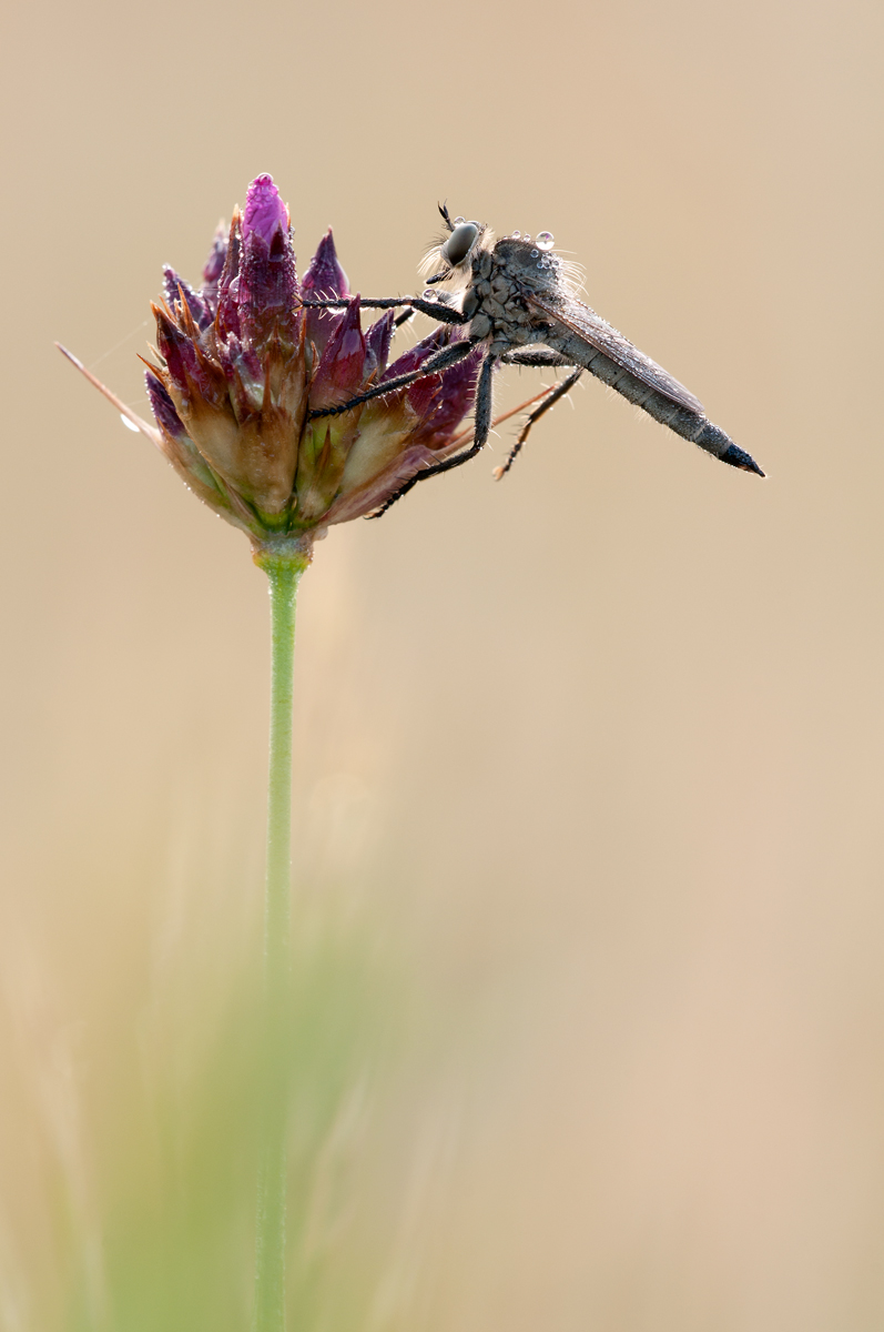 20120603-Raubfliege.jpg