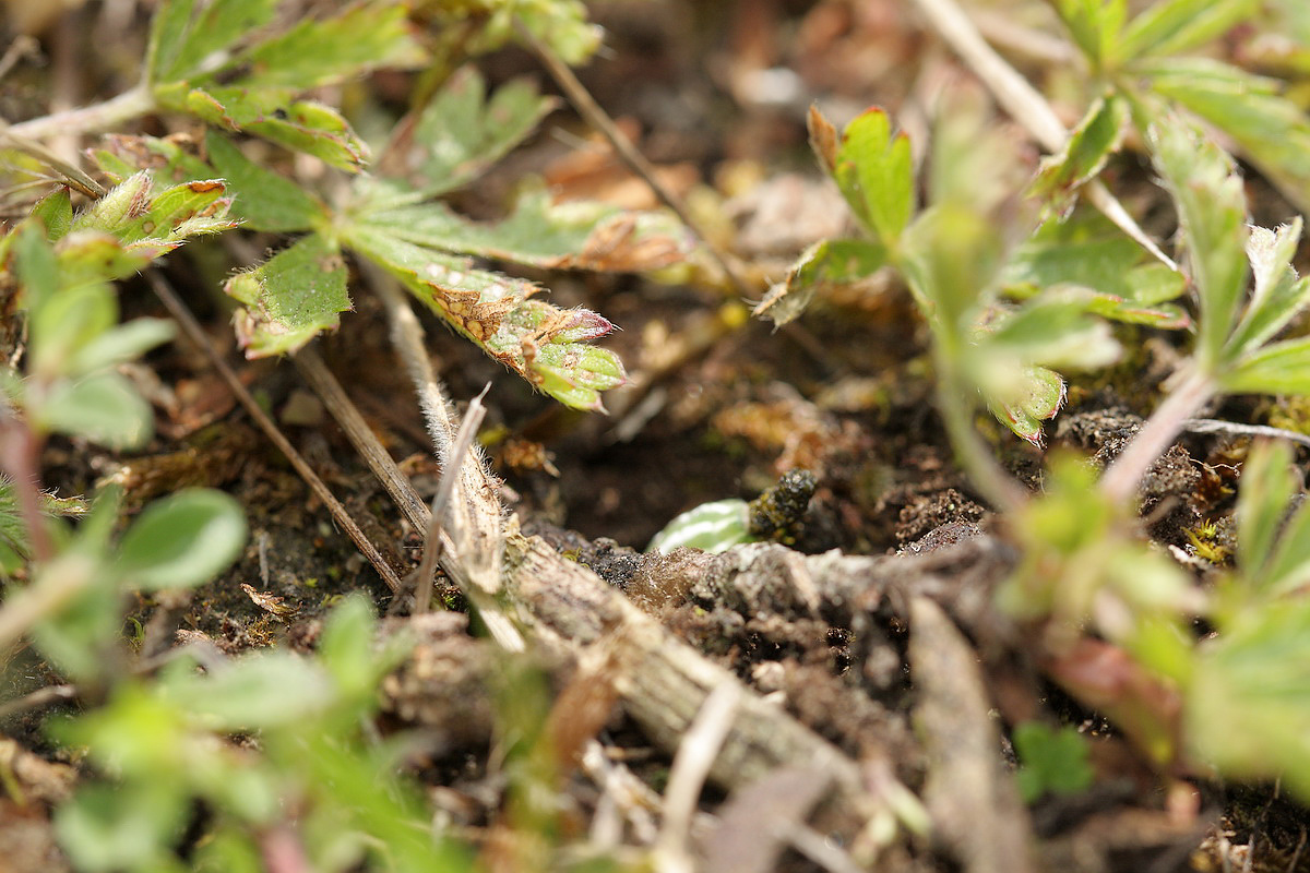 Ammophila 04.JPG