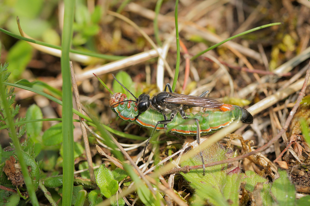 Ammophila 02.JPG