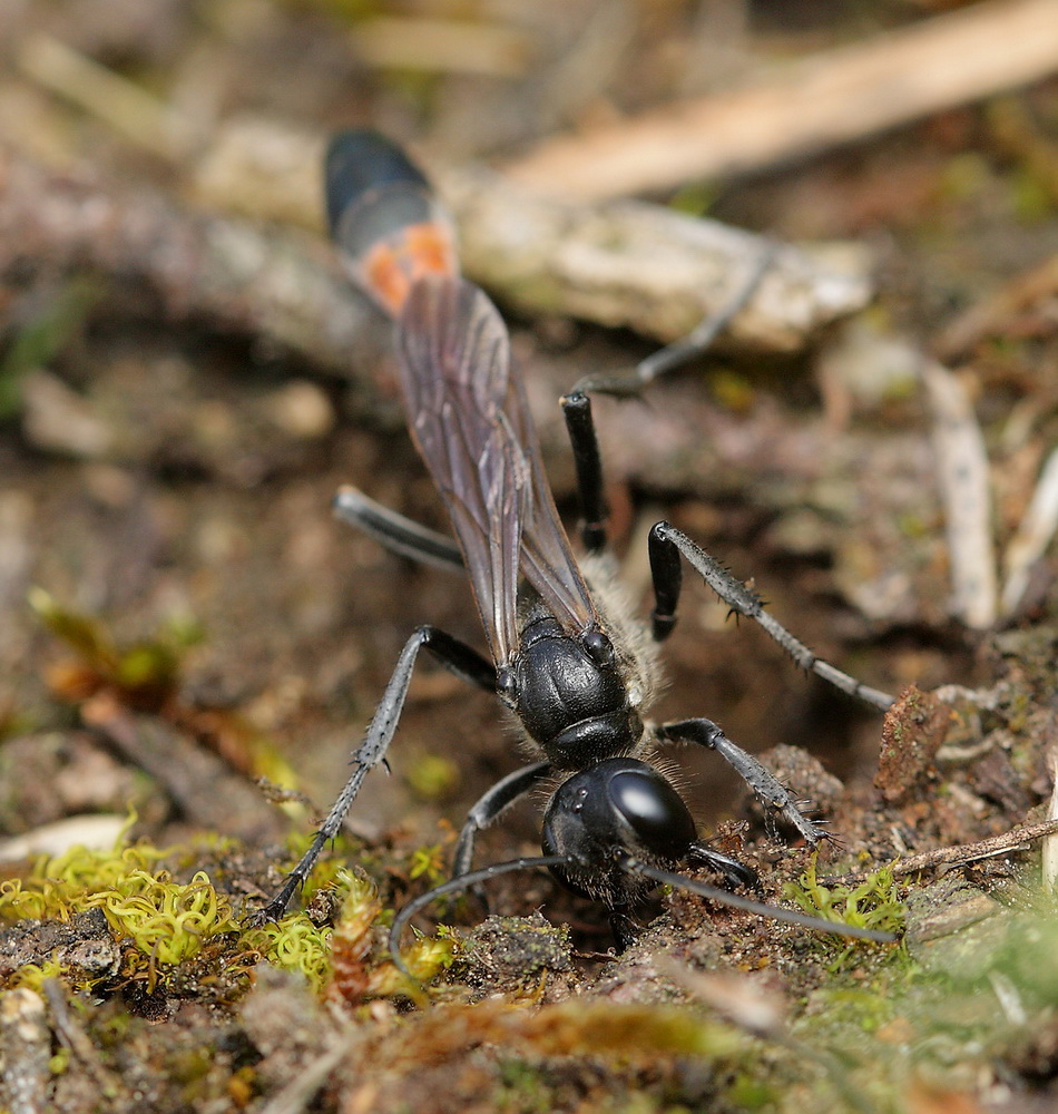 Ammophila 06.JPG