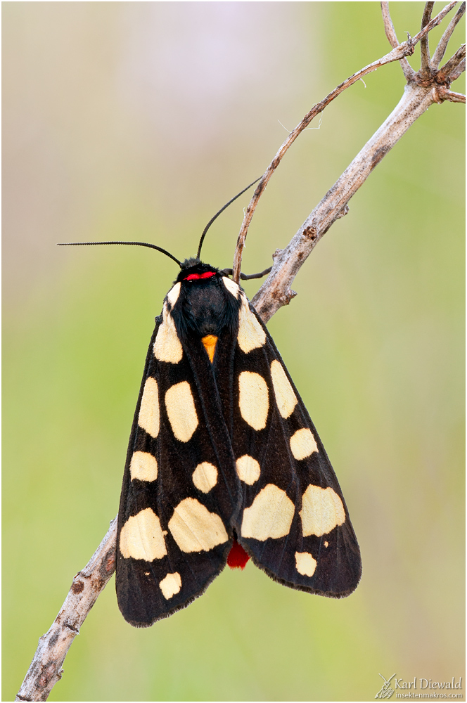 _DSC0036-Schönbär-Back.jpg