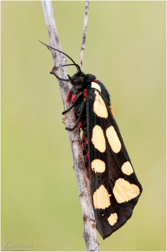 _DSC0036-Schönbär-Side.jpg