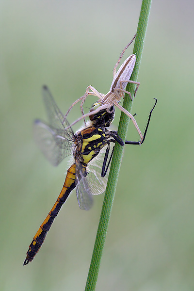 spinne.jpg