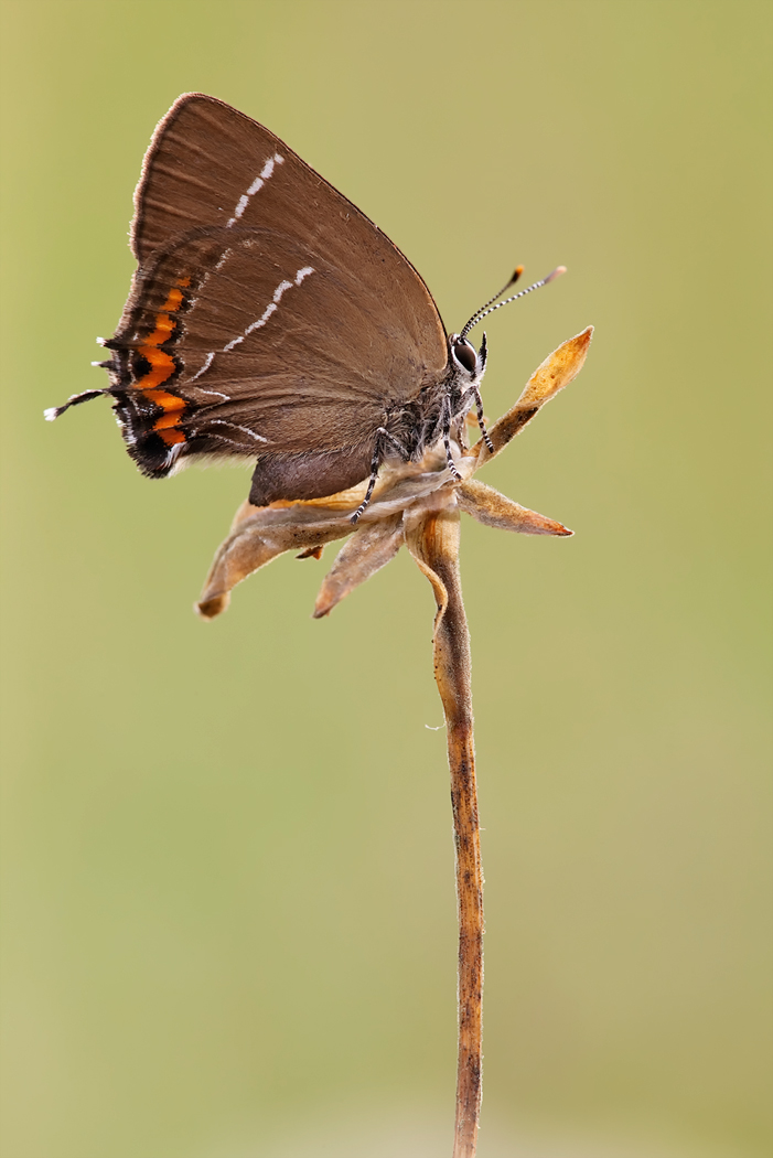 Ulmen-ZipfelfalterS1.jpg