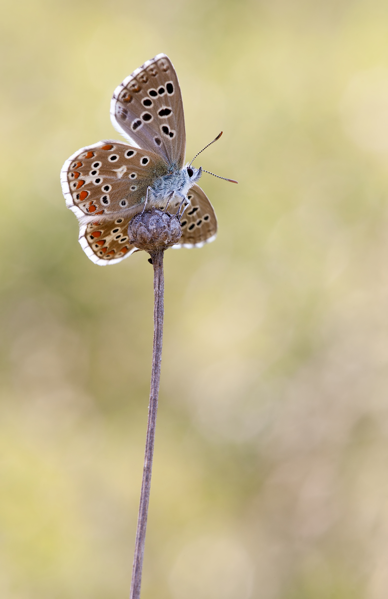Polyommatus_coridon-Silbergrüner_Bläuling_Männlich_050J9083_mf.jpg