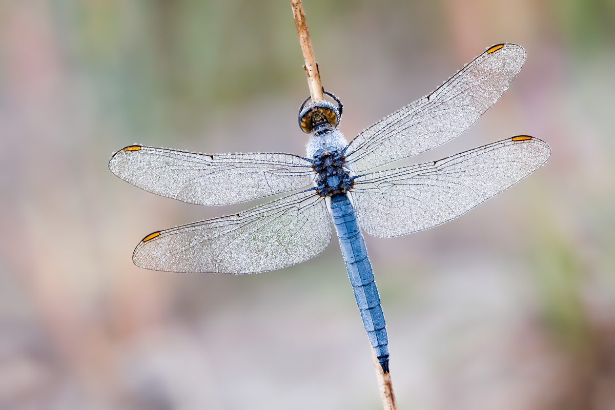Südlicher Blaupfeil Männchen_orthetrum brunneum1_DSC6493.jpg