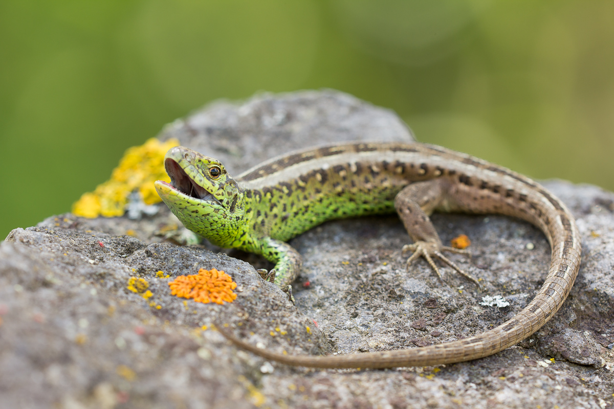 Lacerta agilis -1-3.jpg