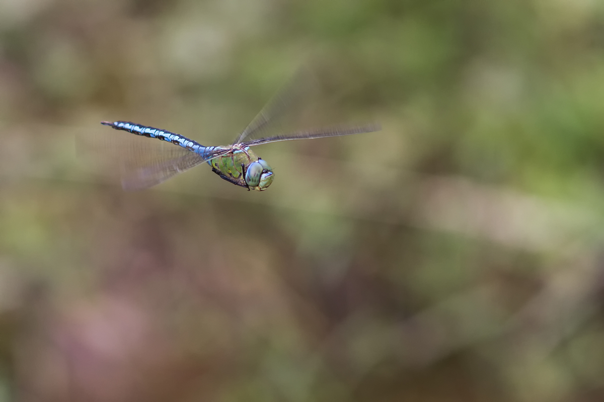 _MG_2885_Anax imperator.jpg