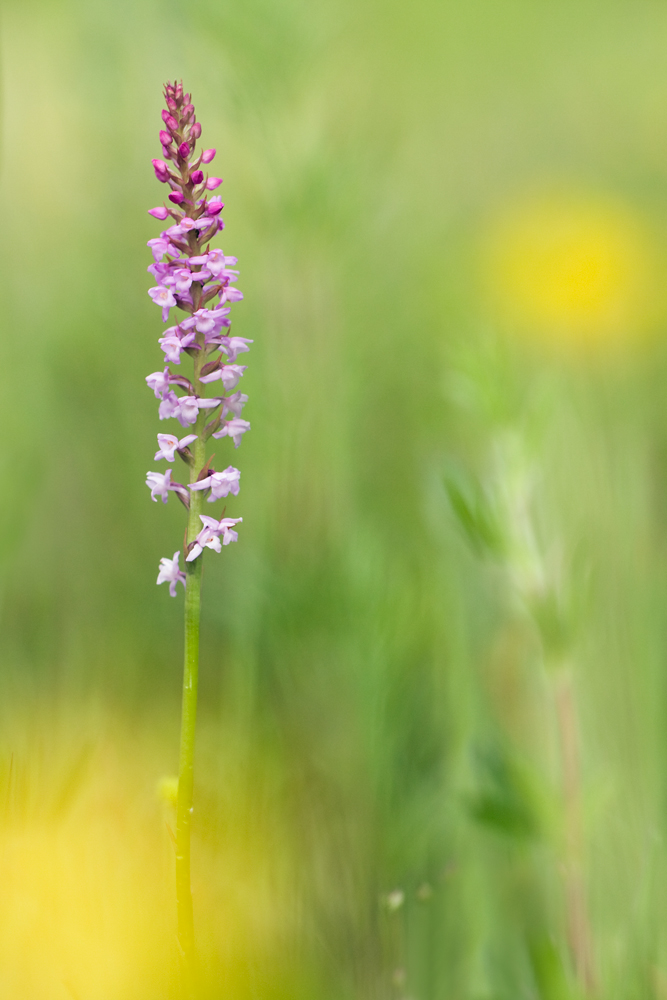 IMG_6925-Gymnadenia odoratissima.jpg