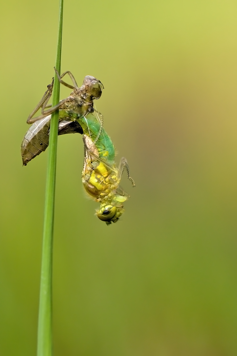 22.06.2012-moor 244.JPG