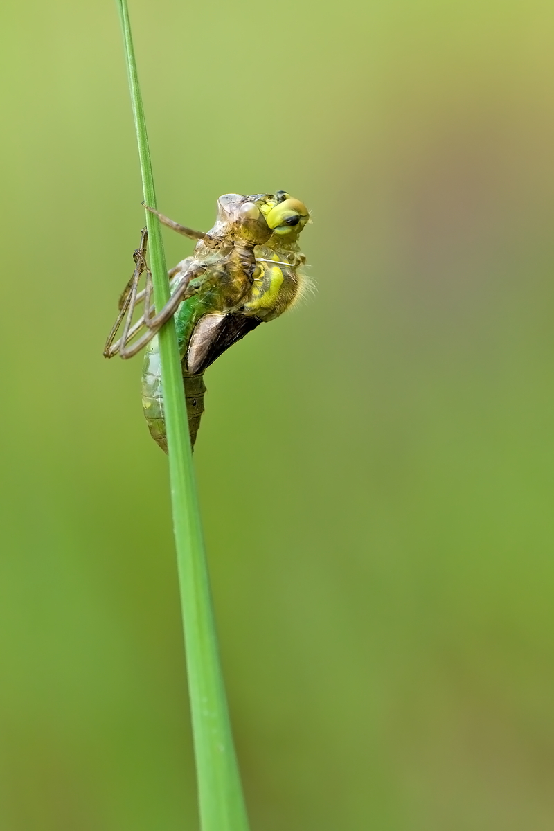 22.06.2012-moor 230.JPG