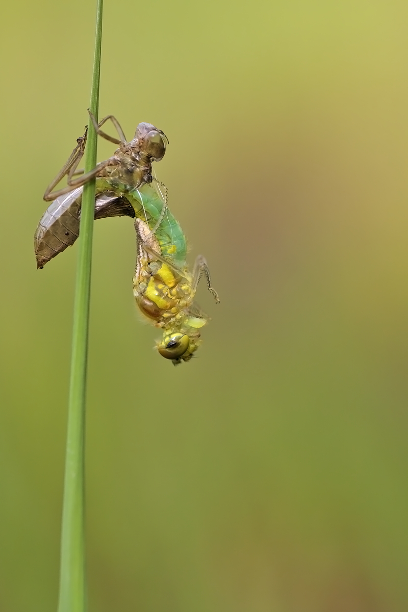 22.06.2012-moor 244 .JPG