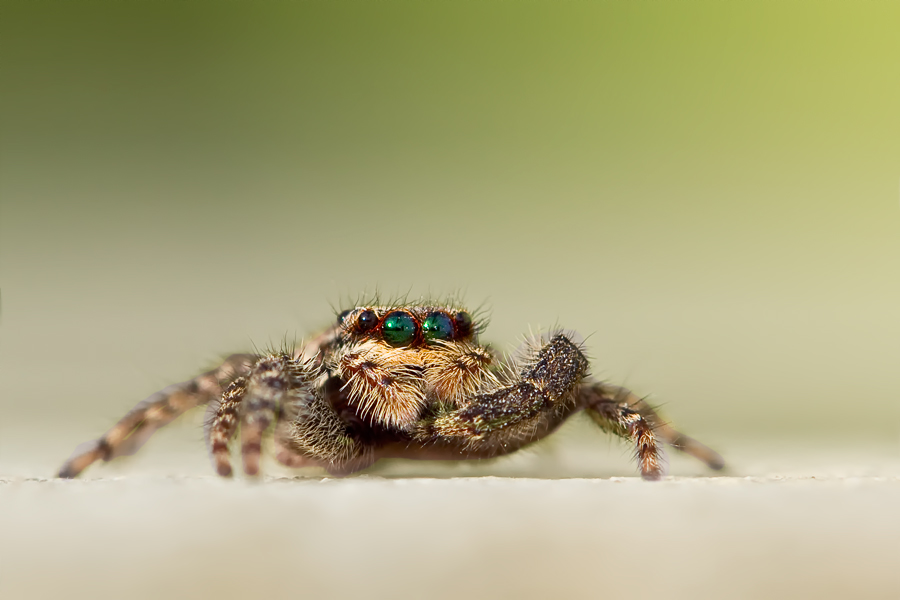 Springspinne_Flonheim_22.06.2012_MG_3706.jpg