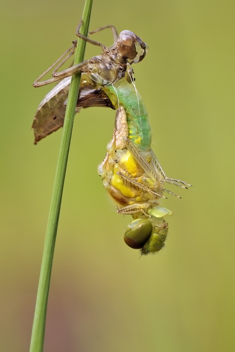 22.06.2012-moor 272.JPG