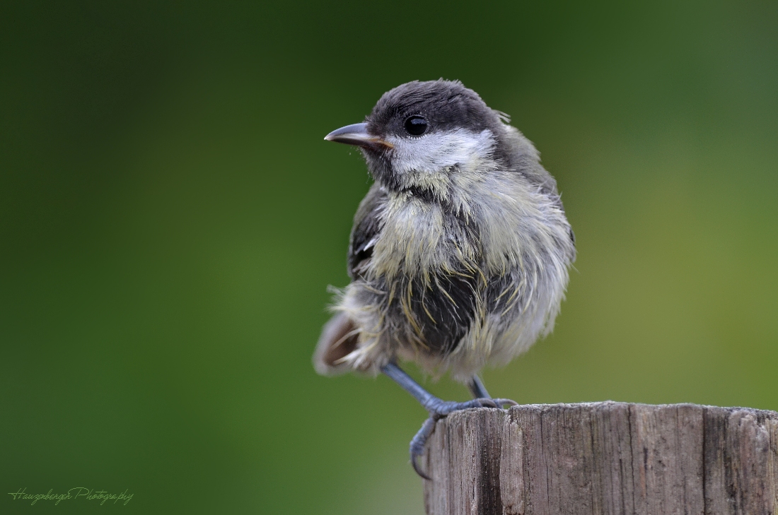 Kohlmeise-Piepsi-100-2012-sig-2.jpg