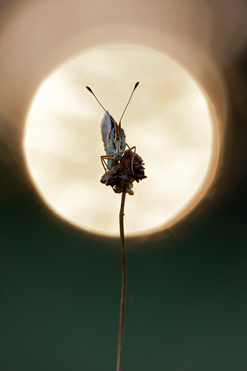 Melitaea_phoebe-Flockenblumenscheckenfalter_050J9142_mf.jpg