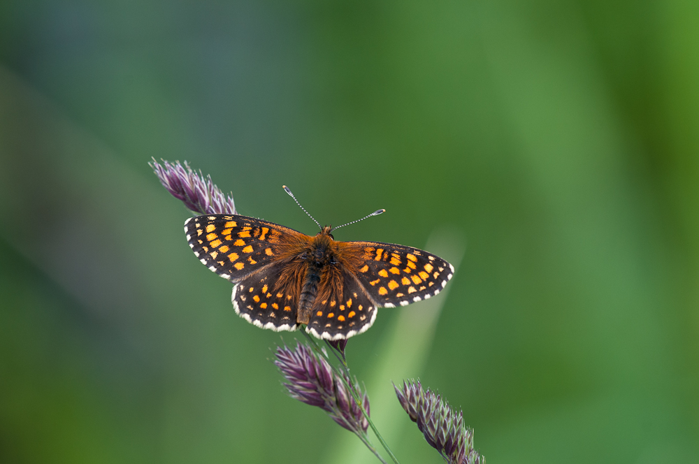 20120607-Stötten-7906.jpg