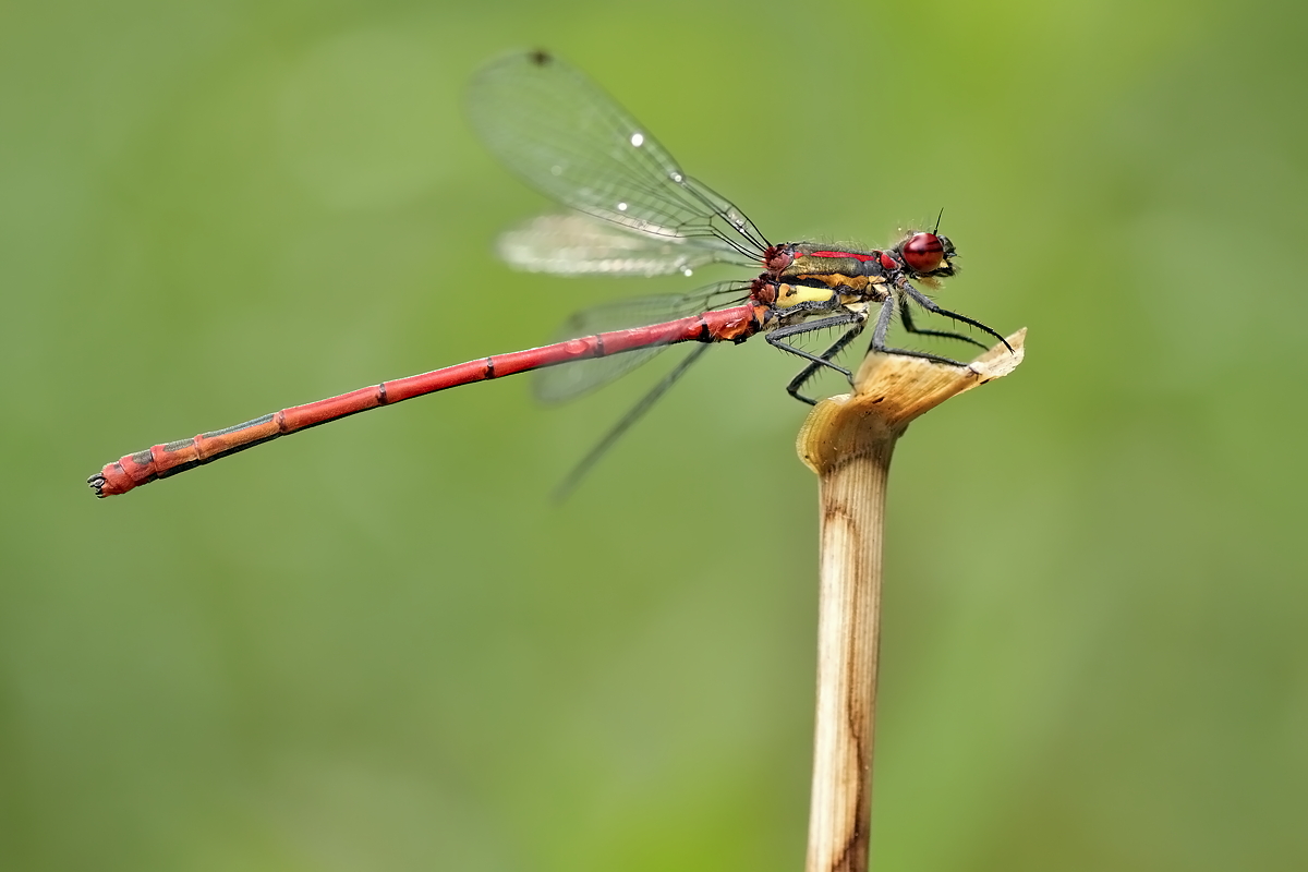 23.05.2012-moor 075.JPG