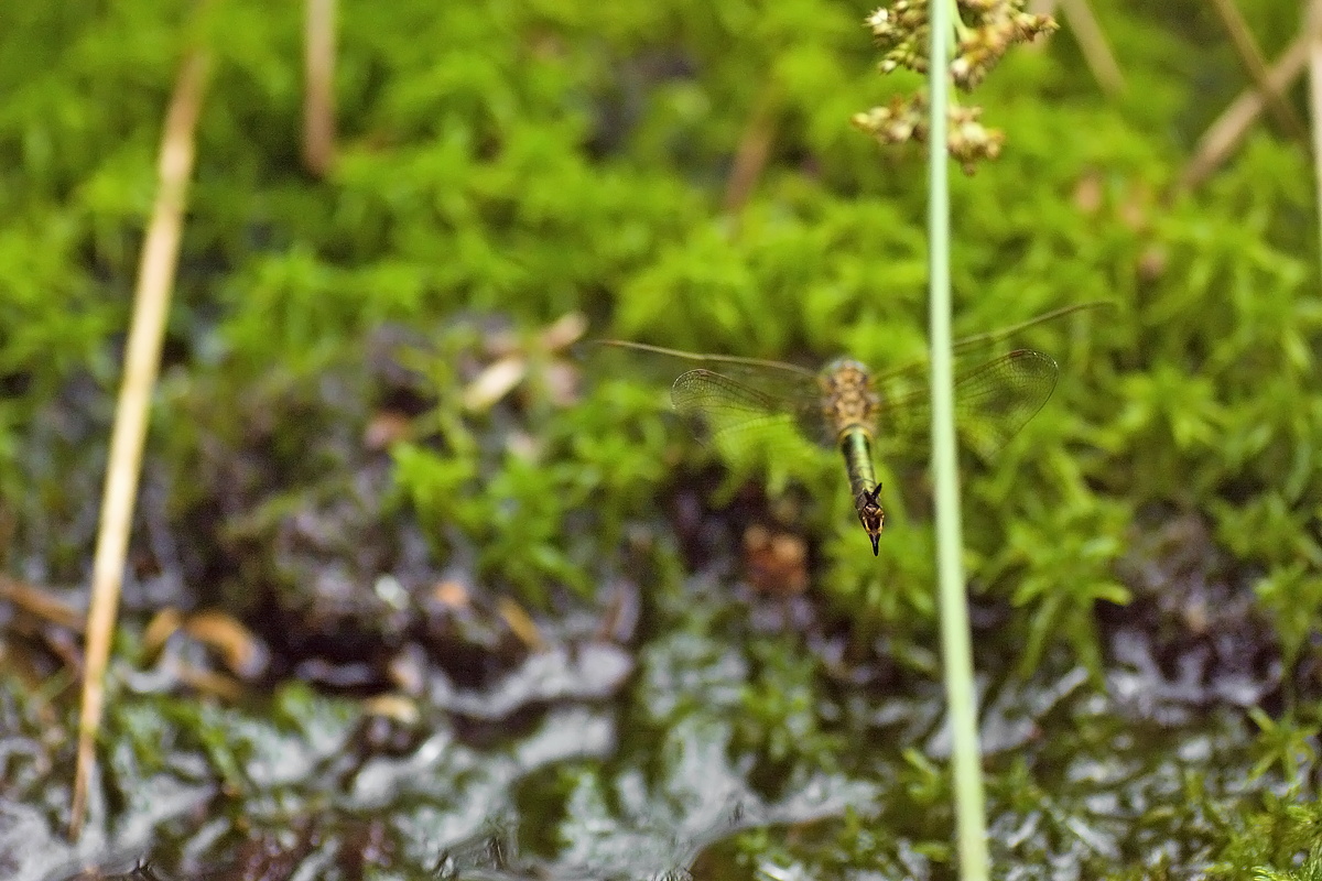 25.06.2012-moor 122.JPG