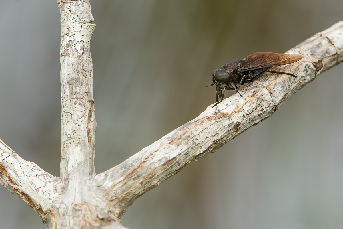 F25G4805-Bearbeitet.jpg