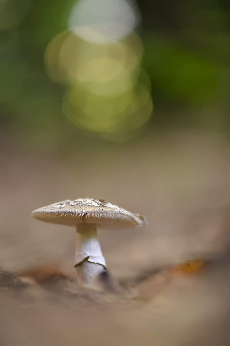 DSC_4032.jpg