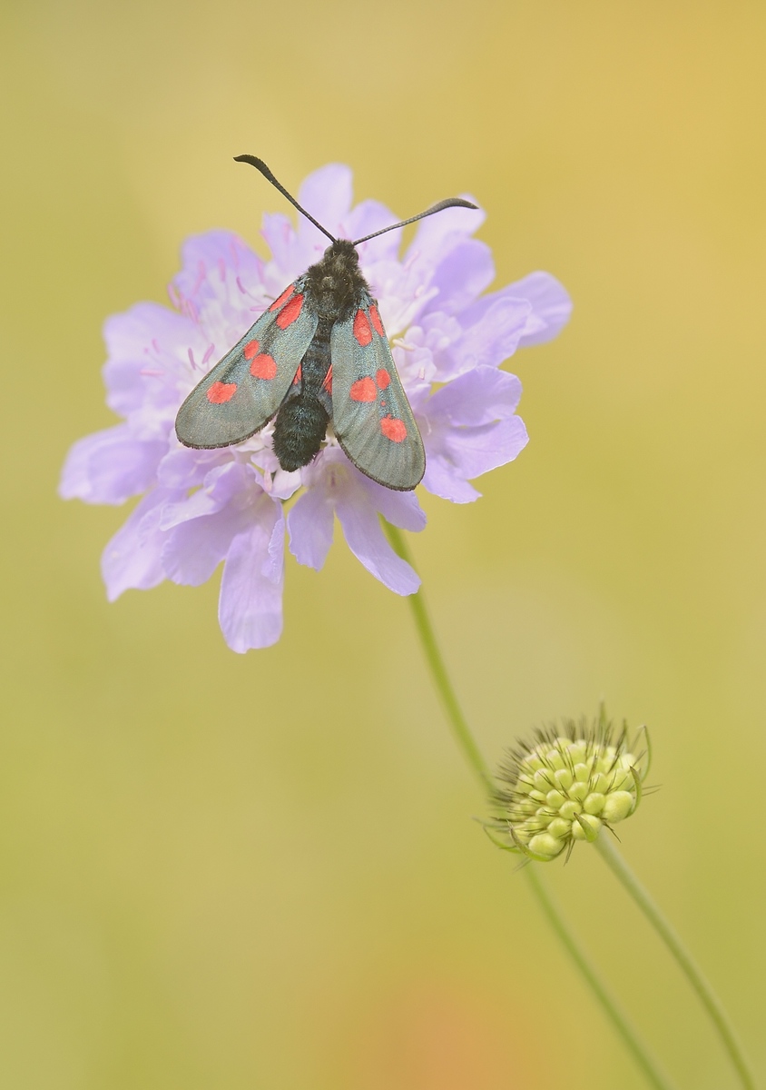 filipendulae1.JPG