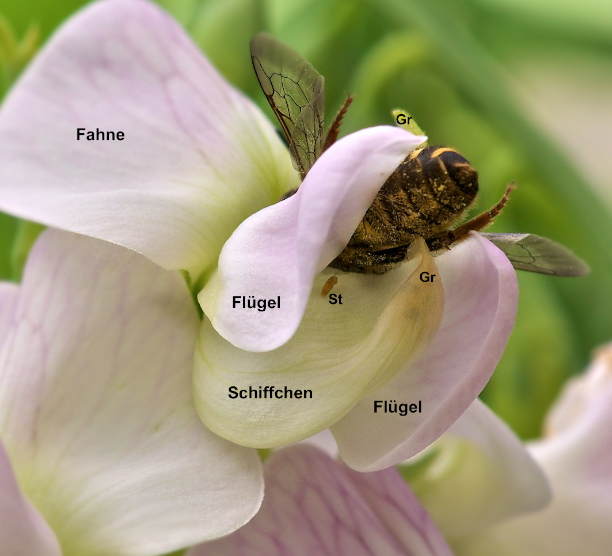 Platte_Biene_05.jpg