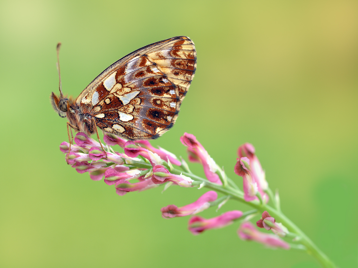 Boloria-dia-OG014559.jpg