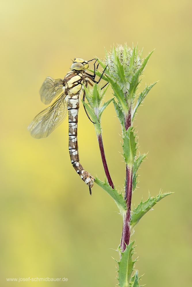 Mosaikjungfer_D8A0837A.jpg