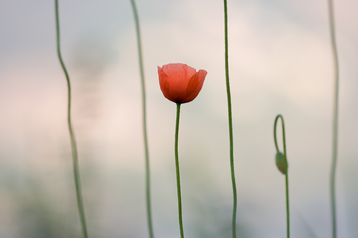 IMG_6479_3.5_1.500_100_Mohn.png