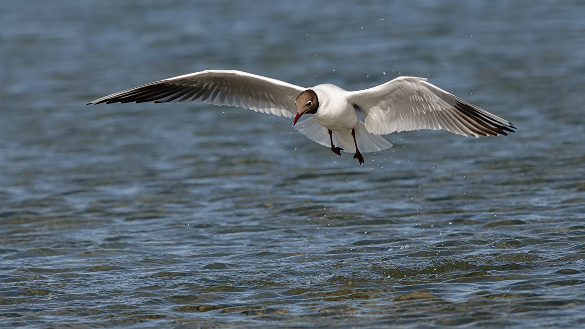 DSC_4027_C_1200S.jpg