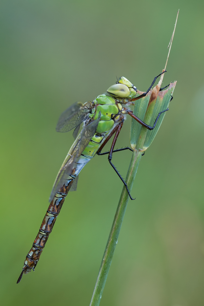 _MG_ 8237_Anax imperator.jpg