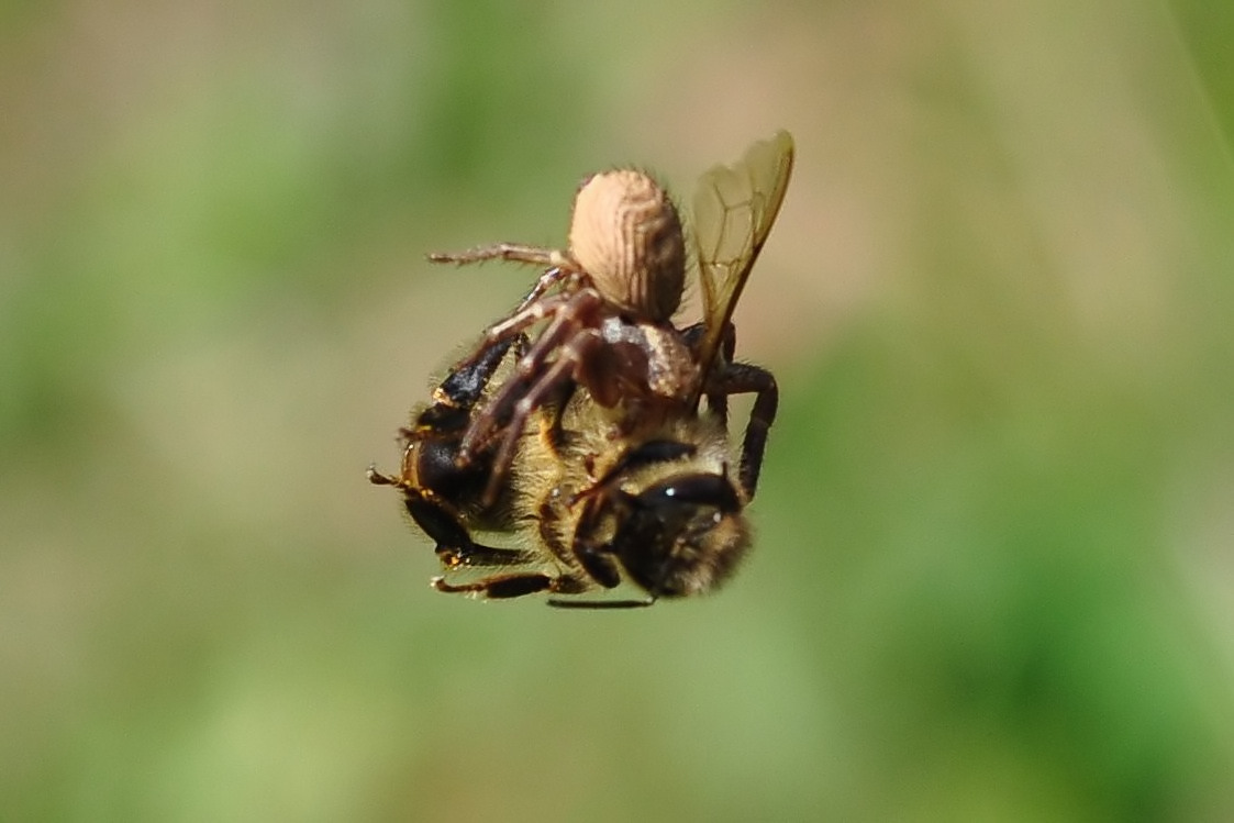 Spinne und Biene am Faden  (3).jpg