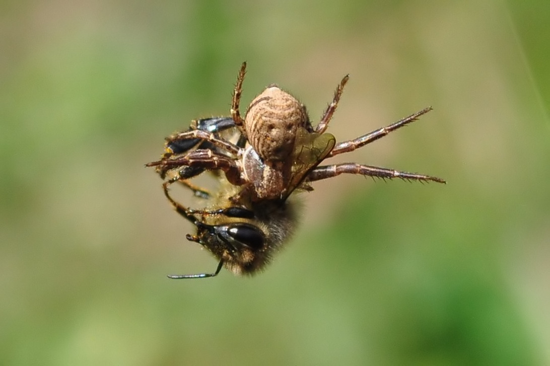 Spinne und Biene am Faden  (1).jpg