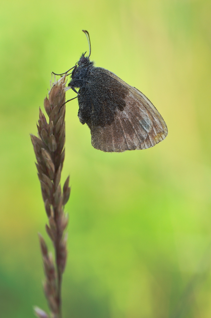 DSC_8078_MF02.jpg