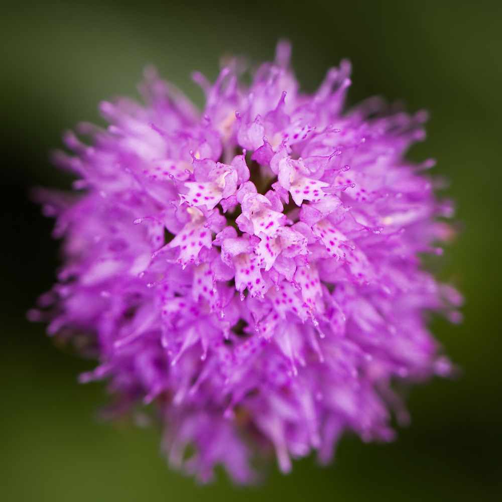 IMG_7341-traunsteinera-globosa_detail.jpg
