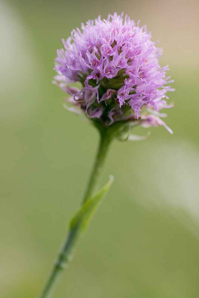 IMG_7364-traunstenera_globosa_blüte.jpg