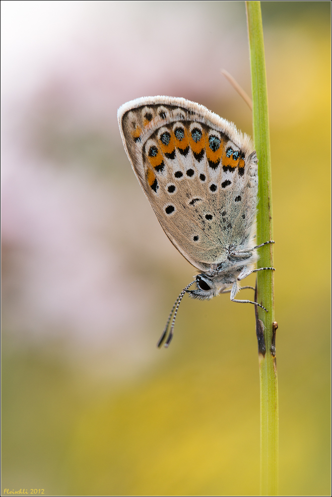 DSC_0633-Bläuling_105_f10_1I125s_320.jpg