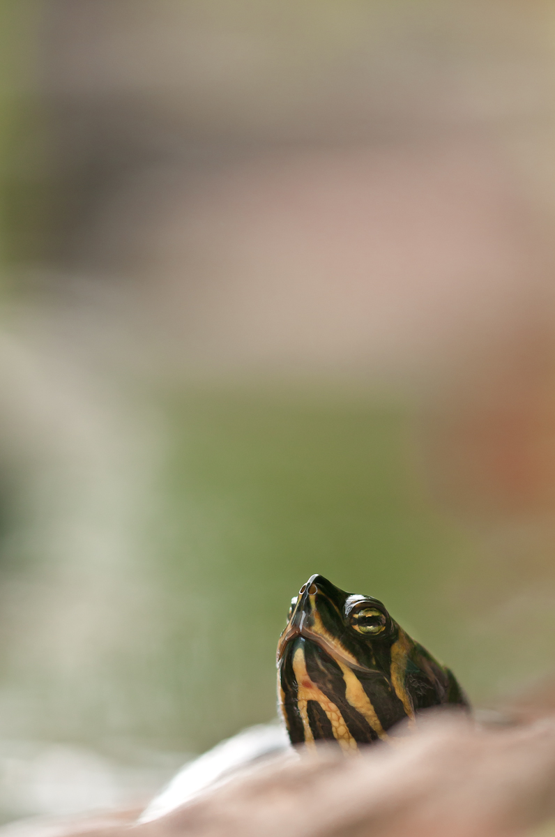 Gelbwangenschildkröte-2649.jpg
