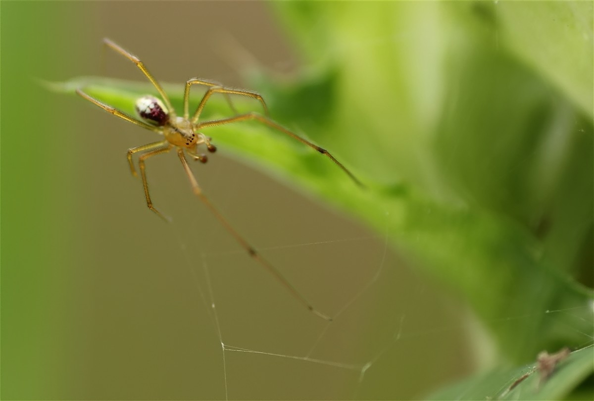 Enoplognatha ovata Paarung1.jpg