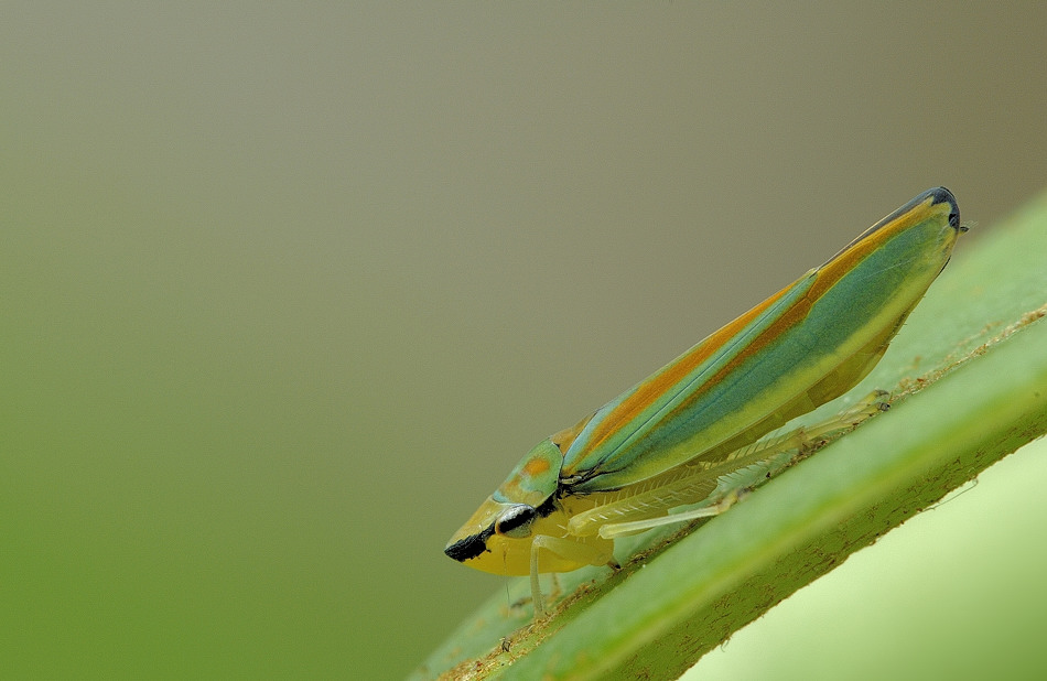 _DSC4298_950.jpg
