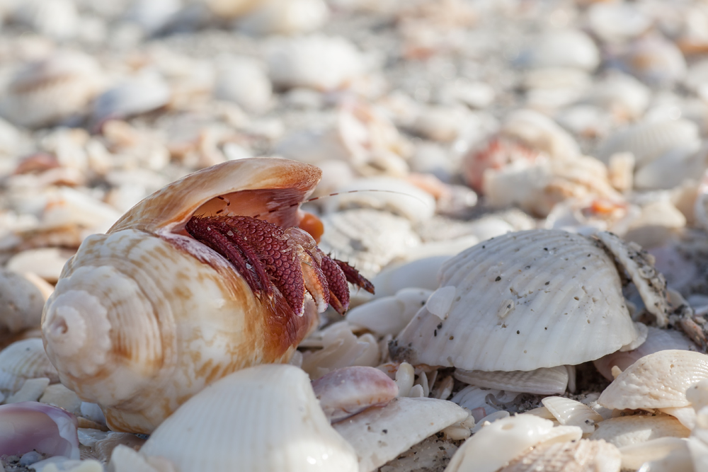 2012_1306_SannibelCapeCoral-(238)-Bearbeitet.jpg