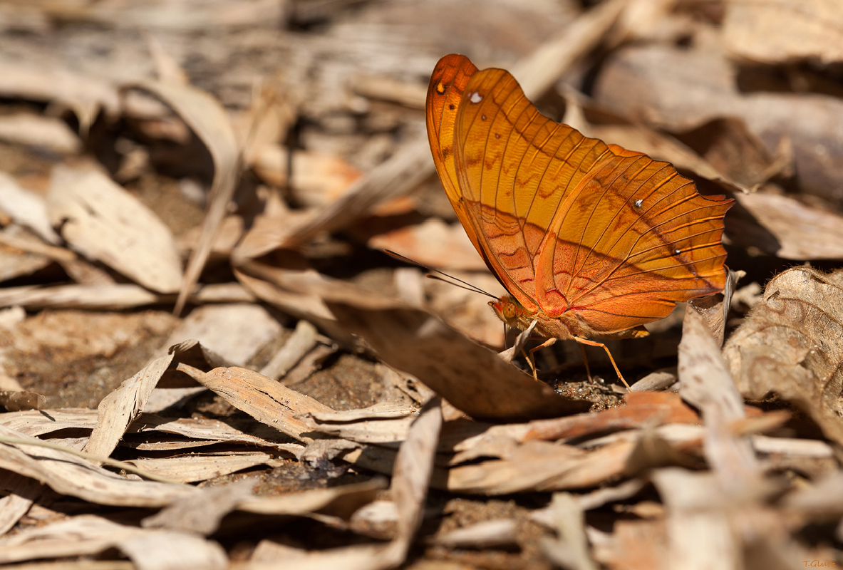 20111227-Vindula dejone erotella -Fleckenfalter-2.jpg