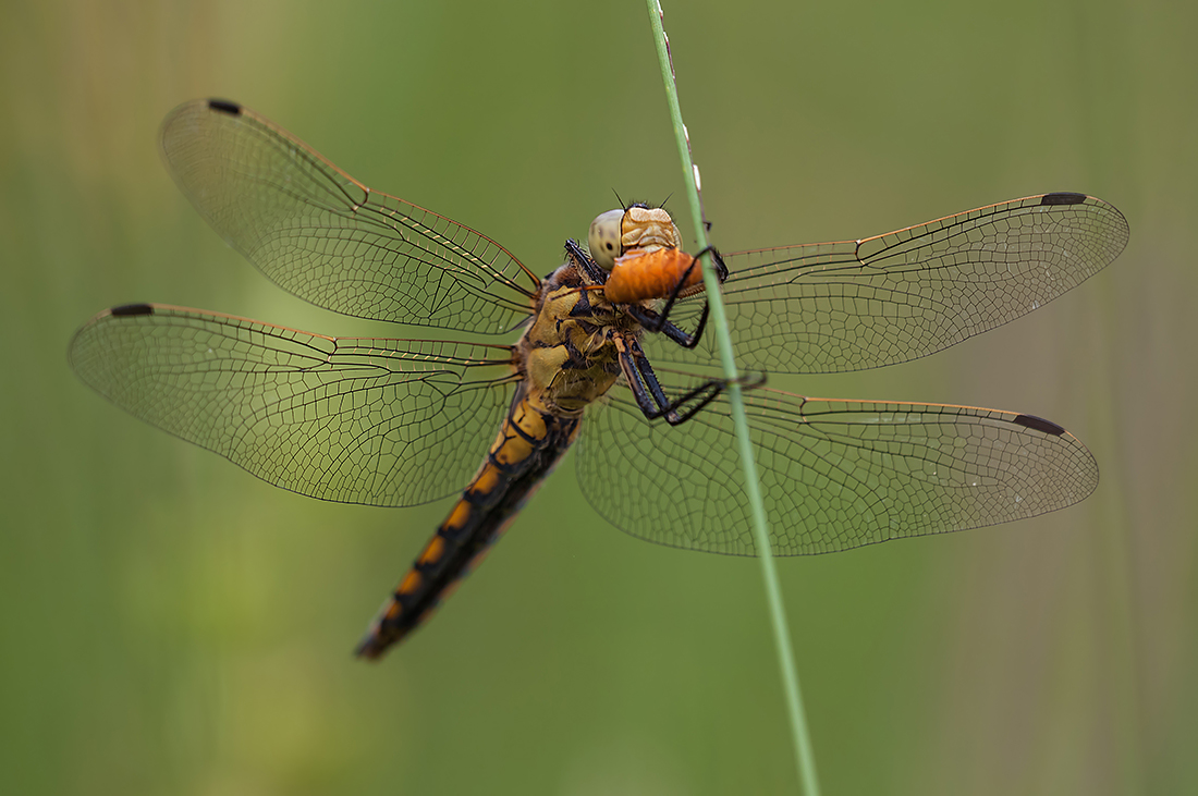compHeidelibelle4.7.2012HinwilDSC_6305.jpg