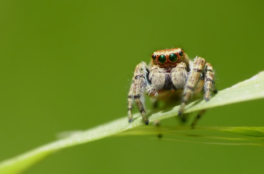springspinne 392.jpg