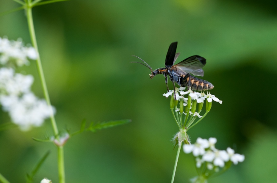 20120713153209-530a3103-cu_s900x9999.jpg